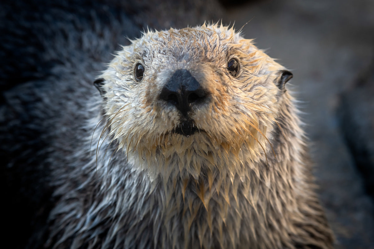 Sea otter upclose