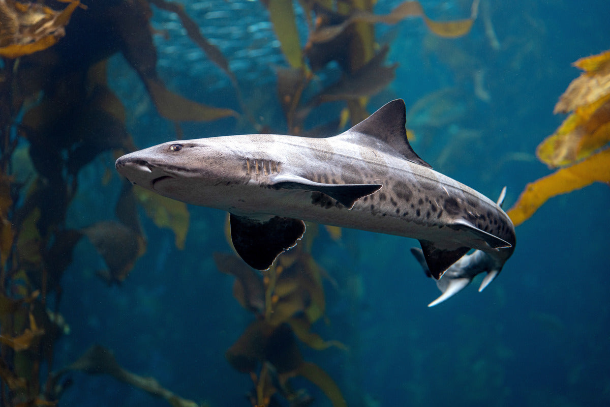 A leopard shard swimming to the left in the Kelp Forest exhibit