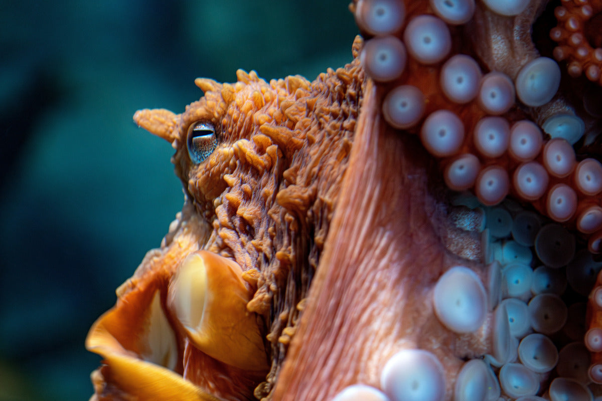 Octopus upclose