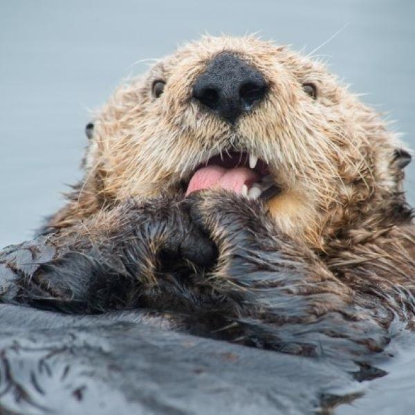 Matted print otter tongue