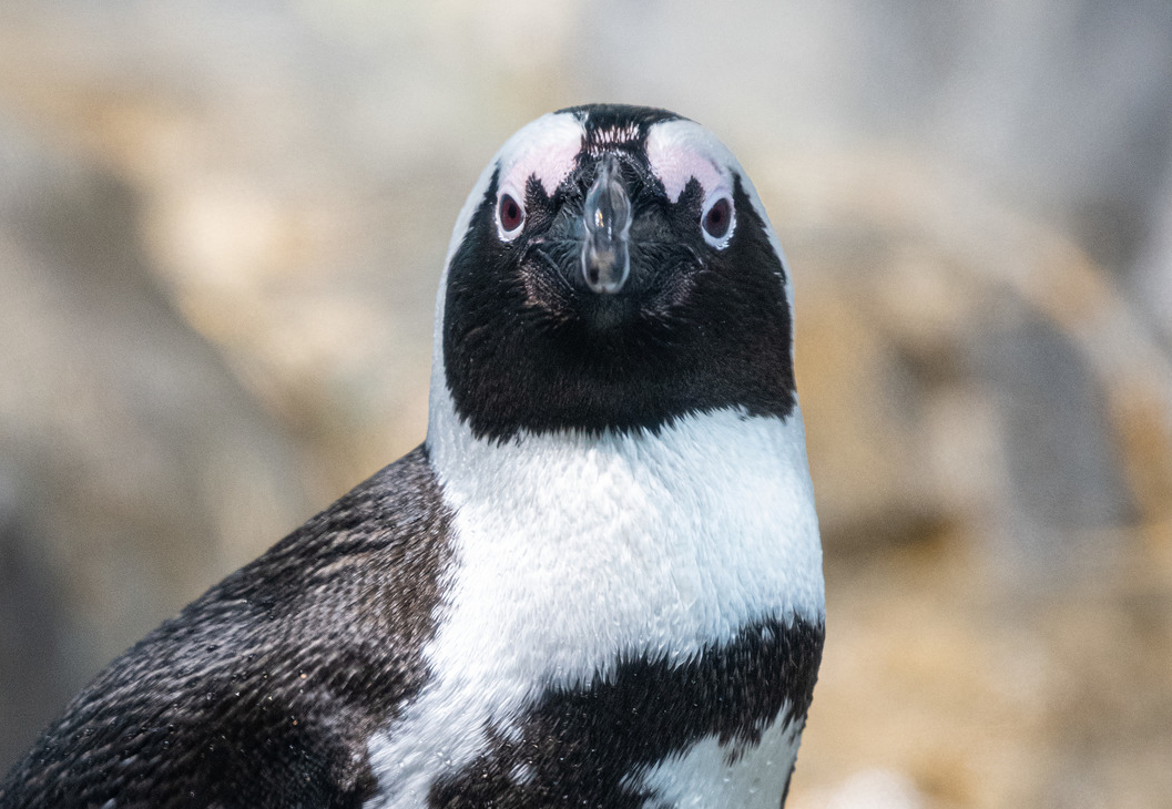 Upclose of a penguin