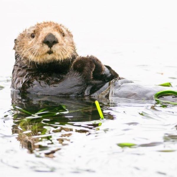 Matted print otter in kelp