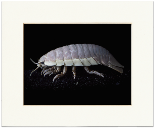 Giant isopod matted print