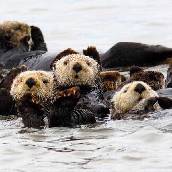 Matted print raft of otters